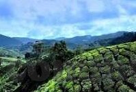 蜜桃色av一区二区三区麻豆-蜜桃色光影交错，AV一区二区三区麻豆的微妙世界